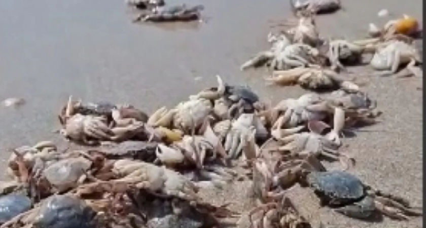 Холодная глубинная вода "вымыла" десятки тысяч крабов и скатов на берег Тузловских лиманов