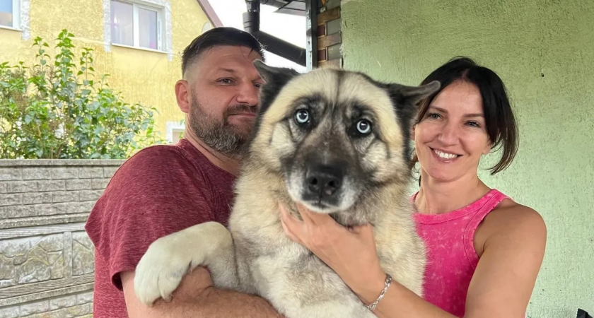 Хаски Шаста провалилась в затопленный колодец и жалобно скулила, пока спасатели не спустились с лестницей