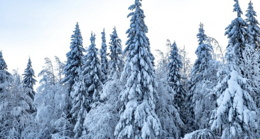 1500 спасателей, два месяца поисков и странные показания: сын Усольцевых запутал следствие