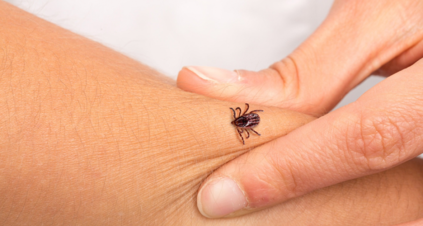 Голодные и агрессивные: почему осенние клещи опаснее летних перед заморозками