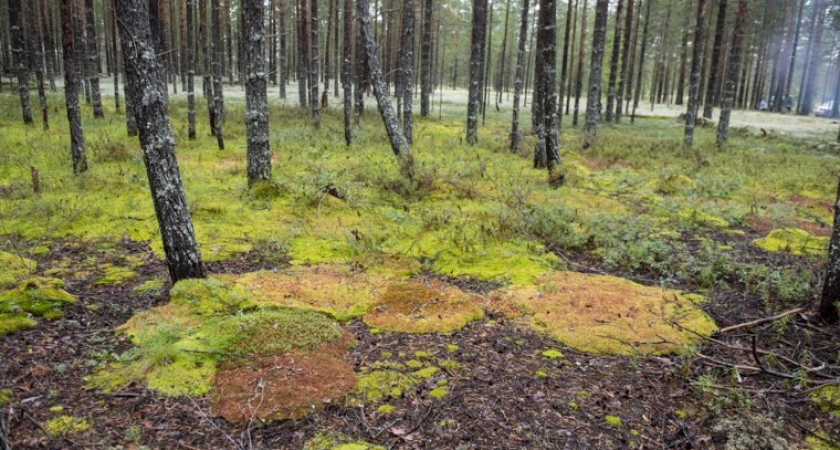 Полгода в лесопарке: в Екатеринбурге ищут голову женщины, отчлененную режущим инструментом
