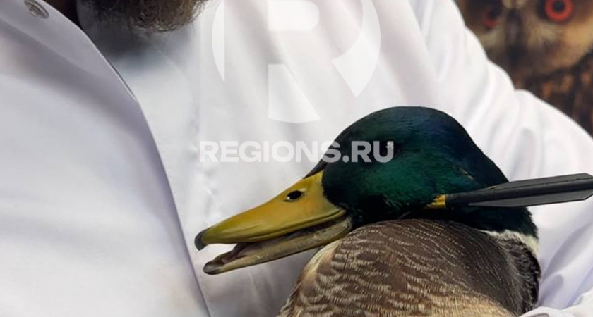 Селезня с арбалетной стрелой в голове и крючком в горле спасли в Балашихе