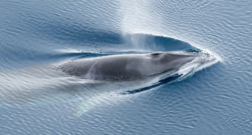 Краснокнижный горбач появился у Южно-Курильска: кит выбрал необычно мелкие воды