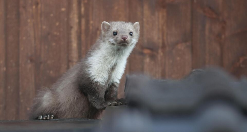 Владелец винодельни перепутал укусы бешеной куницы с игрой собаки и выбросил зверя в окно