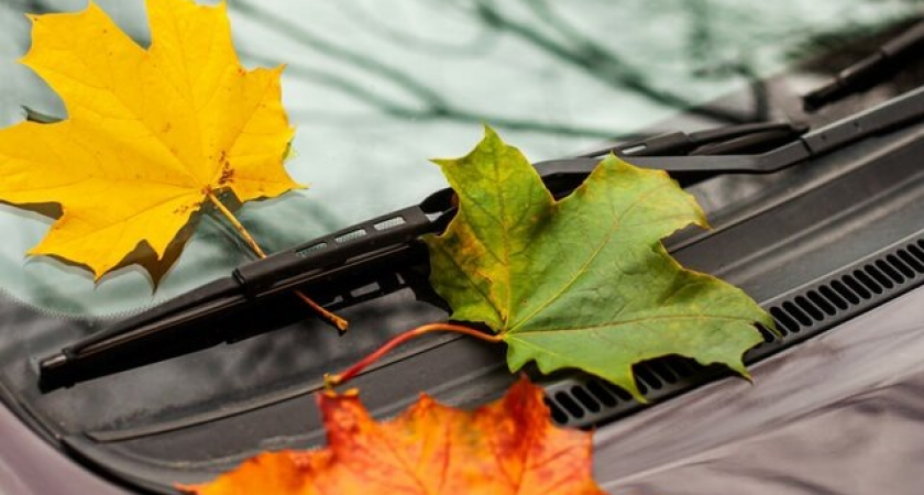 Осенний штраф: листья на номере обойдутся в 5000 рублей или лишение прав на 3 месяца