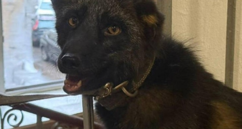 Лиса Нильс, 15 кур и два петуха: что нашли прокуроры в квартире на Викторенко