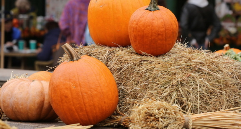 Вильфанд: в Москве +11 градусов до субботы — на 6 градусов выше нормы ноября