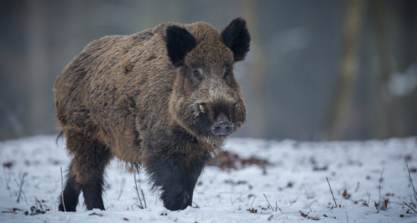 Кабан методично перекопал лесную подстилку в «Земле леопарда», следуя острому обонянию