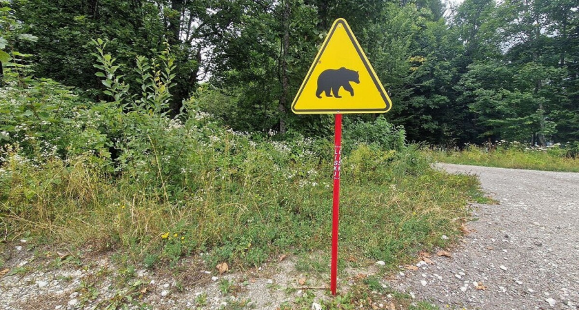 Дрон заснял «основательную» берлогу медведя с земляной осыпью и каменным навесом