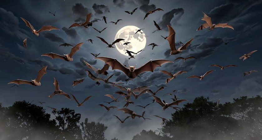 Москвич на 45 этаже накрыл летучую мышь розовым тазом и молоком