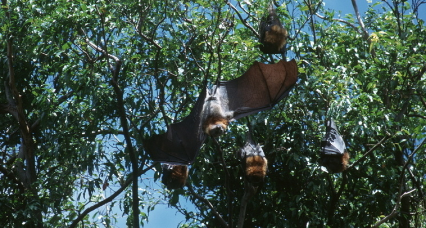Летучая мышь залетела на 45-й этаж московской высотки: жилец накрыл её тазом