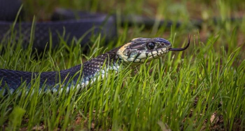 Температура +11 днём и +3 ночью: подмосковные гадюки не могут уснуть из-за аномальной осени