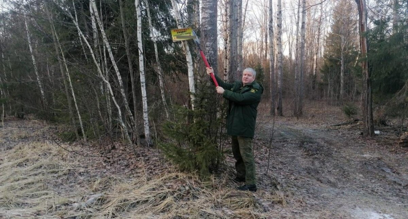 Свыше 80 рекламных щитов снесли в лесах Подмосковья: штрафы до 4 тысяч рублей за незаконную торговлю на деревьях
