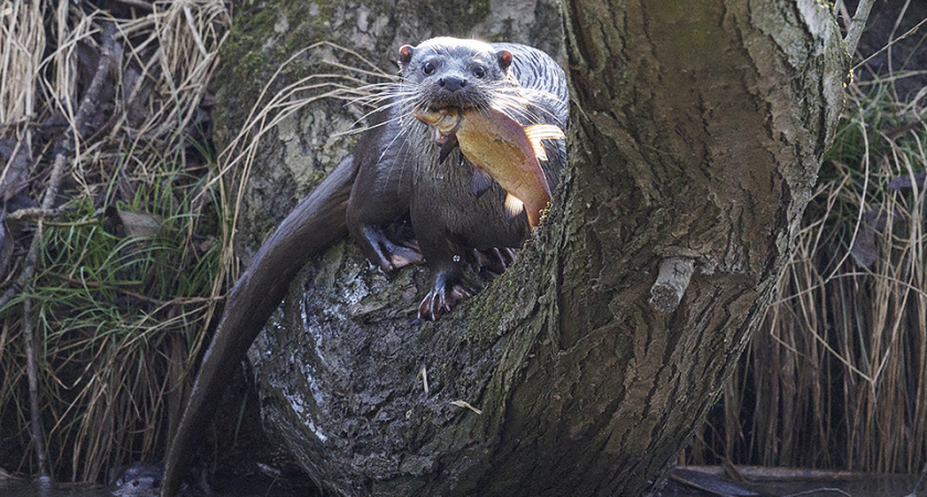 Семья выдр молниеносно «конфисковала» ведро с рыбой у ногинских рыбаков на Клязьме
