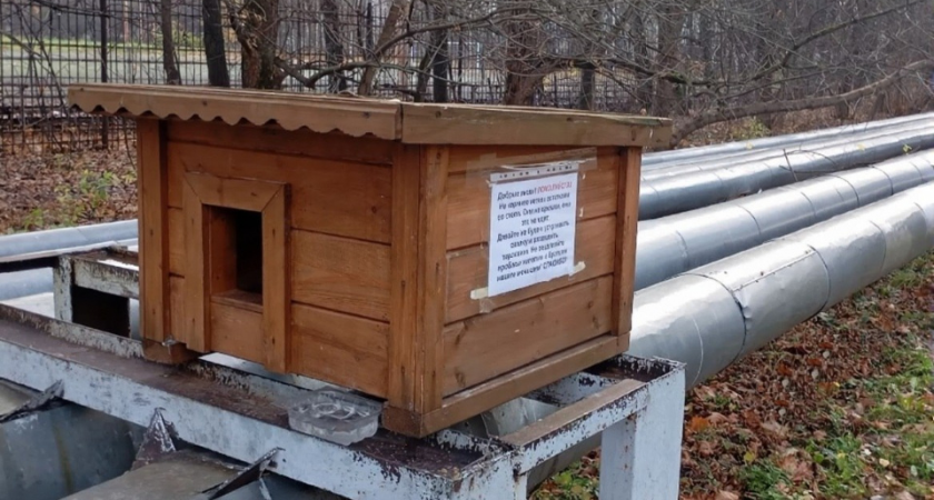Умельцы водрузили кошачий дом на теплотрассу: ветеринар предупредил об опасности чеснока