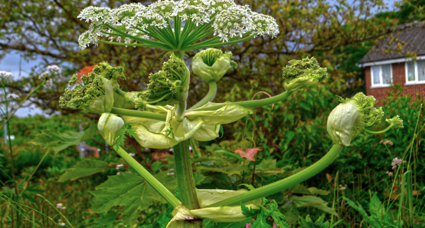 Борщевик Сосновского возглавил список: Москва первой в России составила реестр из 30+ опасных растений-захватчиков