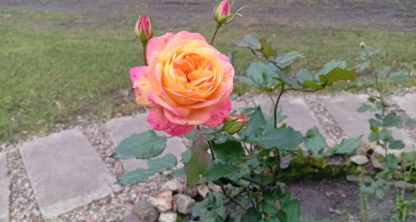 «Настоящее чудо!» — в усадьбе Оглоблина розы распустились поздней осенью вопреки увяданию природы