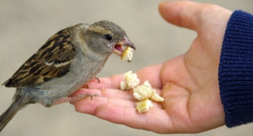 Покормил голубей — плати 250 тысяч: юрист раскрыла, когда хлебные крошки обернутся штрафом