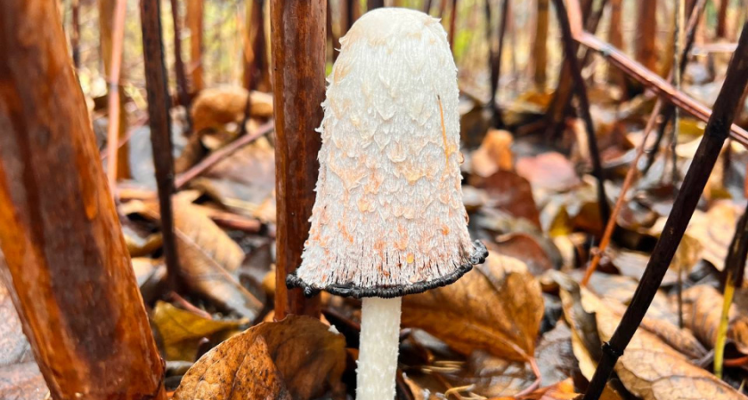 Гриб-самоубийца в «Лосином острове»: белоснежный красавец превращается в растекающуюся массу за сутки