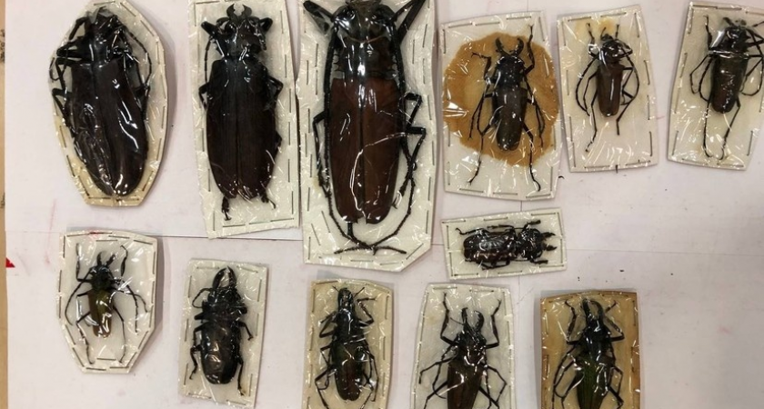 На 1,5 млн рублей: в посылках из Перу нашли 20-сантиметрового жука-титана и еще 199 особей