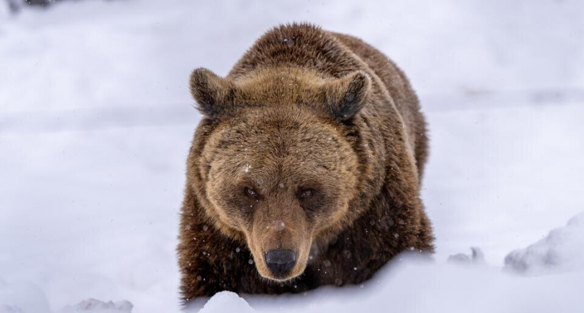 Медведица с медвежатами украла гольцов у рыбаков на Камчатке — хищники уже должны спать в берлогах