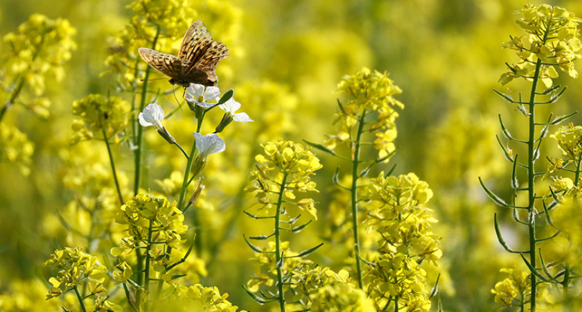 Поле под Омском охватило пламя: версия утечки из газопровода проверяется властями