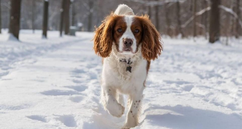 Спаниель из Наро-Фоминска обнял незнакомую собаку на улице — момент растрогал весь город