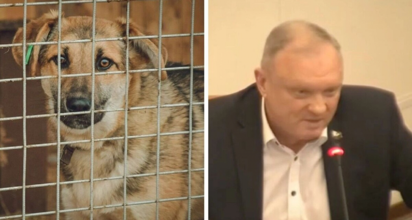 «Пусть прочёсывают минные поля»: депутат КПРФ предложил отправить бездомных собак на СВО