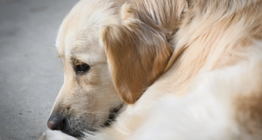 Депутат КПРФ предложил сделать бездомных собак «военнообязанными» для разминирования на СВО