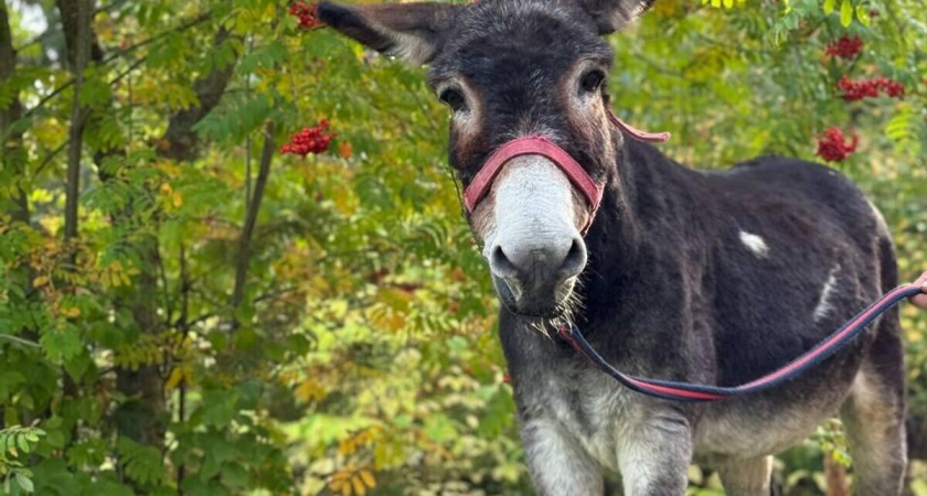 Ослик Жорик, возивший снаряды с гвардейским полком 1430, переезжает из Великого Устюга в Московский зоопарк