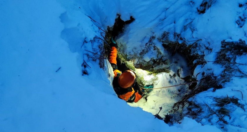 Семья Усольцевых могла провалиться в шурф: профессор выдвинул версию с участием собаки