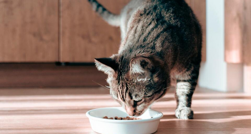 От Ламборджини до Шарикова: подмосковные коты получают имена по месту находки и любимым книгам