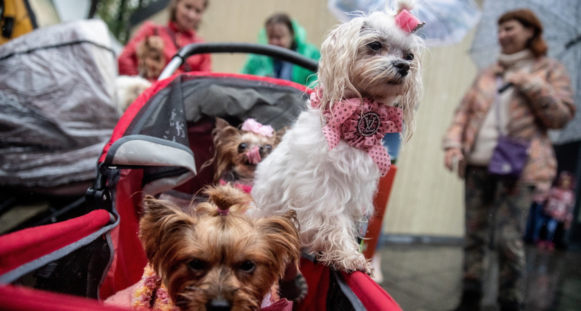 Лукойл, Гараж и Ламборджини: подмосковные коты получили клички по месту находки