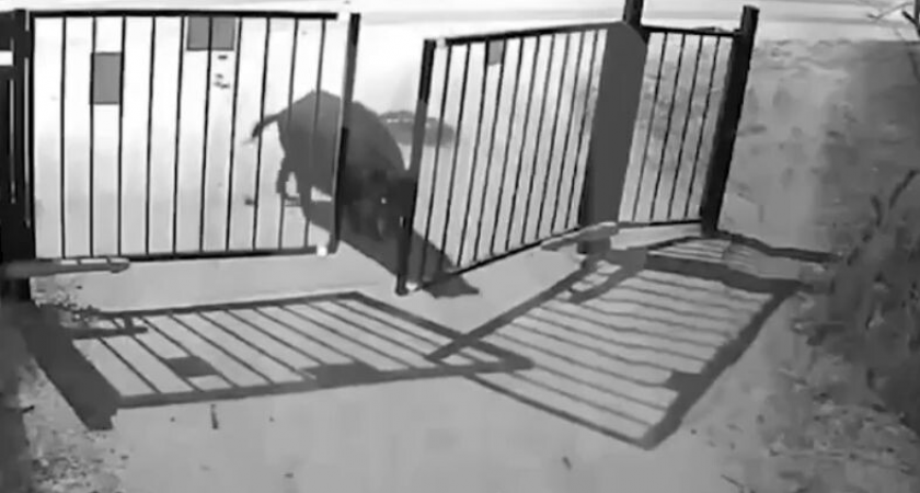 650 кабанов атакуют дворы Москвы: вепри бегут от охотников к людям со скоростью 40 км/ч