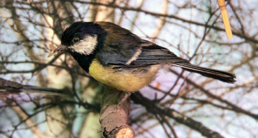 Синичка пролетела 1000 км из Подмосковья в Калининград: первый случай в истории наблюдений