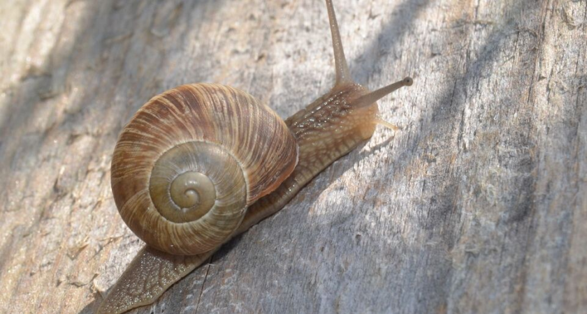 «Безумный эксперимент на сцене»: в Балашихе ищут живых улиток для иммерсивного спектакля