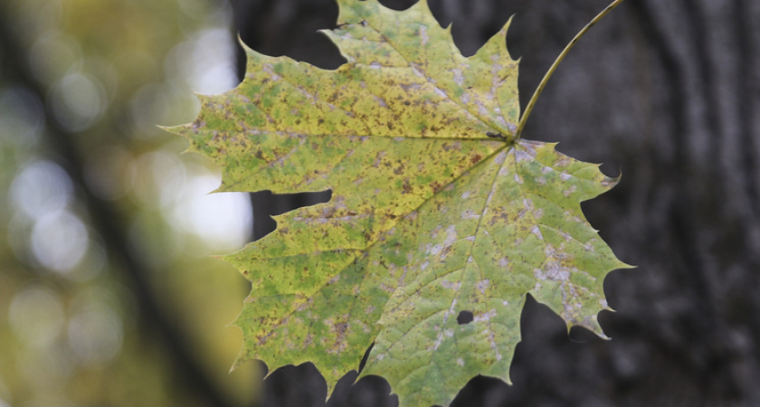 Декабрь в Москве будет теплее нормы на 3-5 градусов: эксперт «Фобоса» дал прогноз