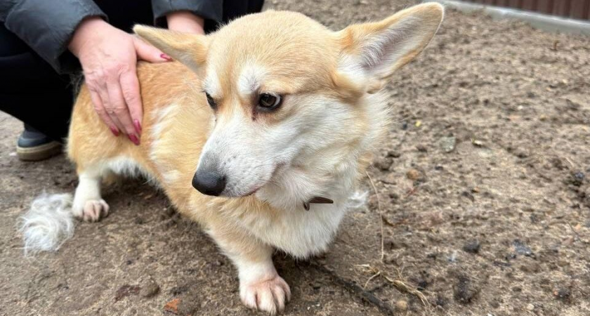 Корги Юта выжила в мусорном контейнере после удаления матки: жители Малаховки требуют наказать живодеров