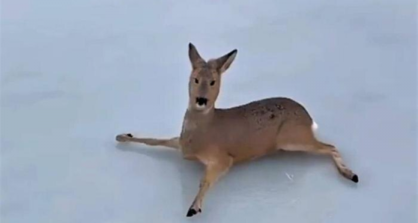 300 косуль спасены на льду: операция в Новосибирской области