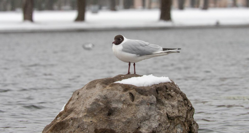 В Петербурге 3 декабря потепление до +4°: облачно, без осадков
