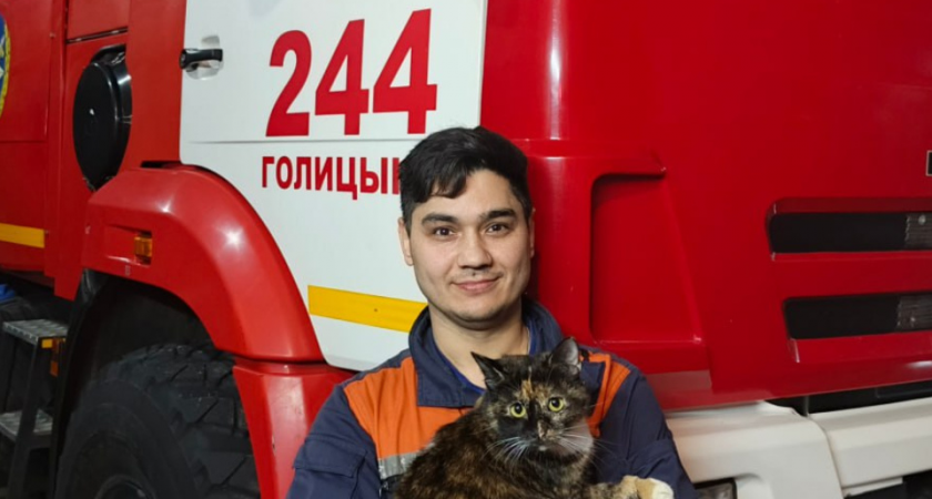 Кошка Муська родила котят в кабинете начальника: как спасенные животные стали членами пожарных частей