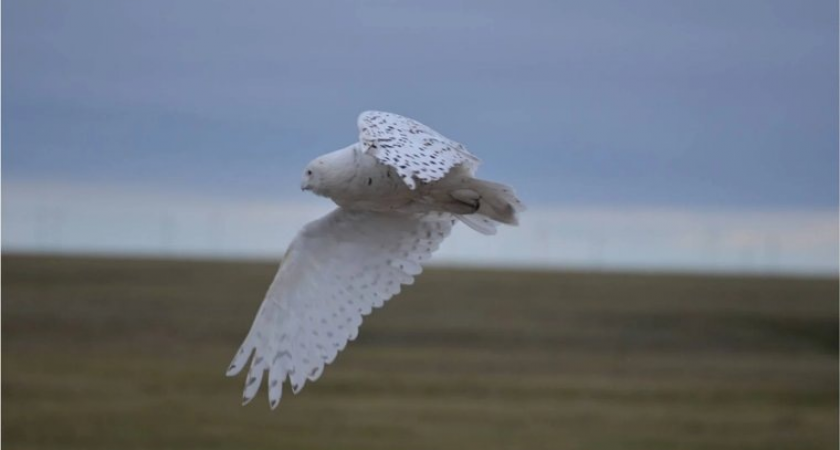 Редкие полярные совы из Арктики облюбовали фонарные столбы в центре Перми