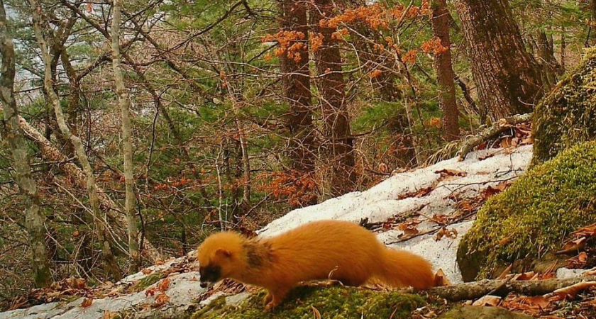 Огненный дух-странник: фотоловушка поймала колонка в зимней шубе, который по легенде крадет души