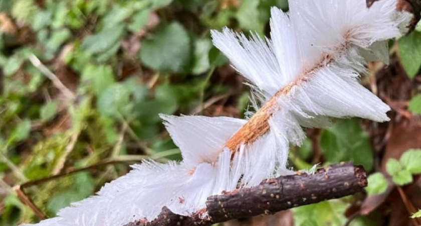 «Морозная борода» на деревьях: в Щелково нашли ледяные волосы, которые создает гриб