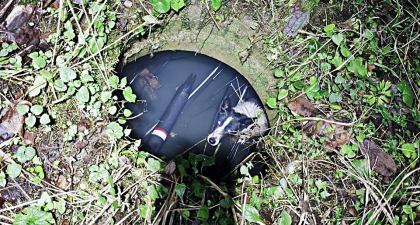 Собака провалилась в люк на стройке и оставила жителей Подмосковья без интернета