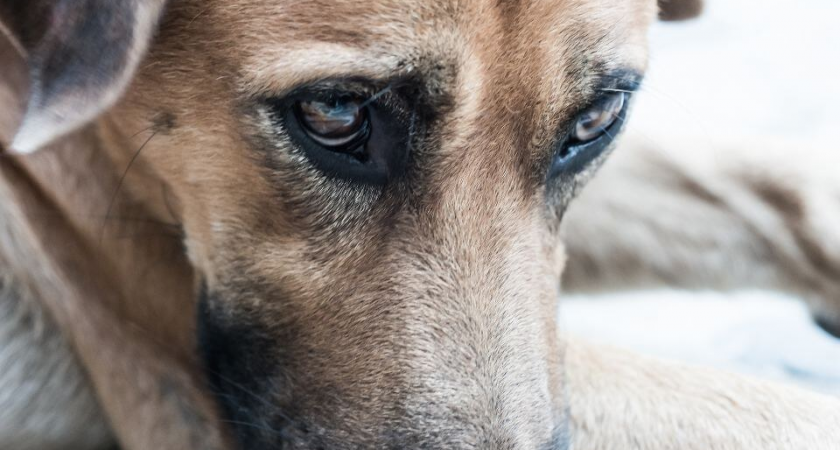 Собака отгоняла прохожих от потерявшего сознание хозяина у ТЦ в Одинцове