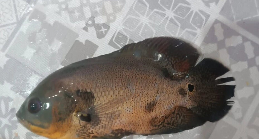 Хищник из аквариума: в Нововоронеже поймали «умную» рыбу из Южной Америки