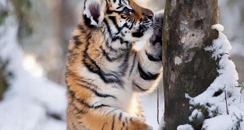 Годовалый тигренок учится «читать» запаховые послания взрослых хищников в Приморье