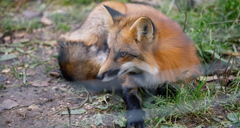 Аномально теплый декабрь заставил лис Одинцово искать любовь у домов людей