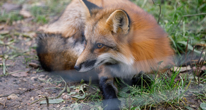 Лисы в Одинцове начали брачный сезон на два месяца раньше из-за аномального тепла